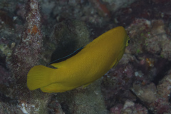 Centropyge woodheadi