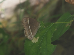 Mycalesis horsfieldi