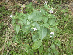 Asystasia indica