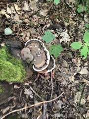 Ganoderma applanatum