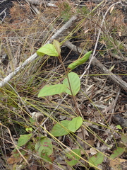 Pomaderris ligustrina