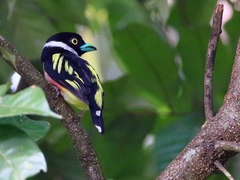 Eurylaimus ochromalus