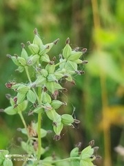 Thalictrum flavum