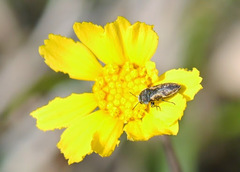 Acmaeodera neglecta
