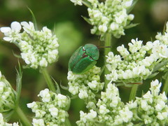Cassida stigmatica