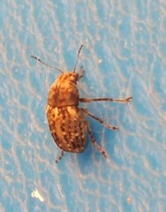 Choraginae