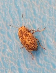 Choraginae