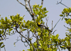 Setophaga chrysoparia