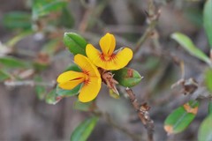 Pultenaea myrtoides