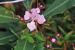 Boronia pinnata