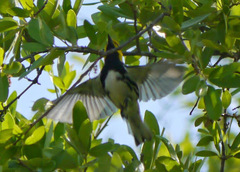 Setophaga chrysoparia