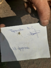 Enoplognatha ovata