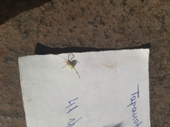 Enoplognatha ovata