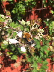 Bombus hypnorum