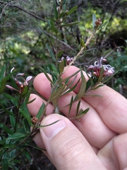 Grevillea sphacelata