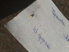 Enoplognatha ovata