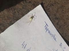 Enoplognatha ovata
