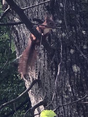 Sciurus vulgaris