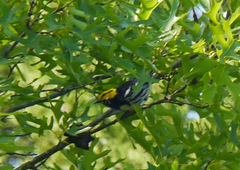 Setophaga chrysoparia