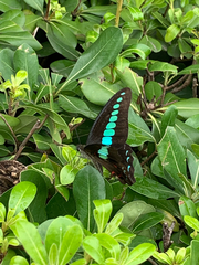 Graphium sarpedon