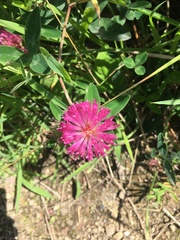 Trifolium pratense
