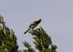 Setophaga chrysoparia