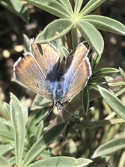 Icaricia icarioides evius