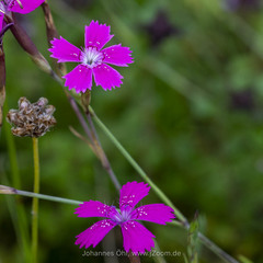 Dianthus deltoides deltoides