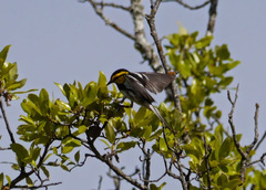 Setophaga chrysoparia