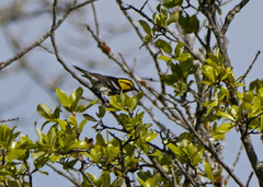 Setophaga chrysoparia