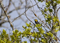 Setophaga chrysoparia