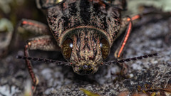 Chalcophora mariana massiliensis