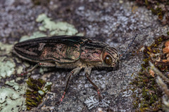 Chalcophora mariana massiliensis