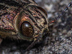 Chalcophora mariana massiliensis