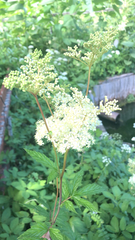 Filipendula ulmaria