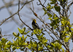Setophaga chrysoparia