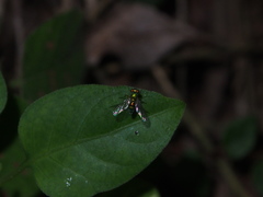 Chrysosoma globiferum