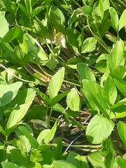 Angiospermae