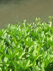 Menyanthes trifoliata