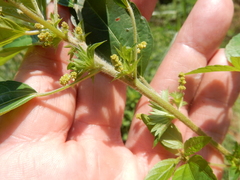 Acalypha monococca