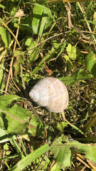 Helix pomatia