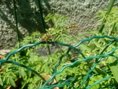 Onychogomphus forcipatus