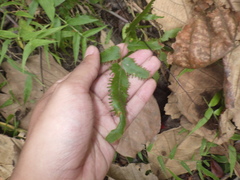 Lygodium salicifolium