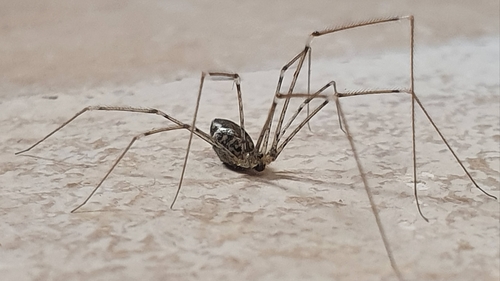 Holocnemus hispanicus