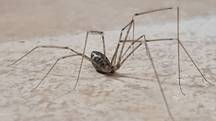 Holocnemus hispanicus