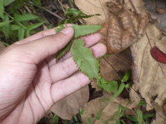 Lygodium salicifolium