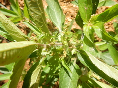 Acalypha monococca