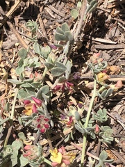 Acmispon decumbens davidsonii