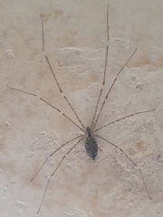 Holocnemus hispanicus