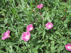Convolvulus chinensis